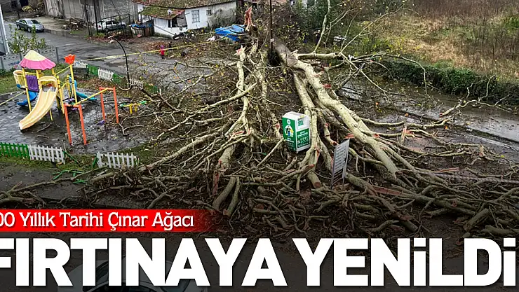 700 Yıllık Tarihi Çınar, Fırtınaya Yenildi!