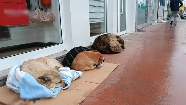 Soğuk havada sıcak hareket