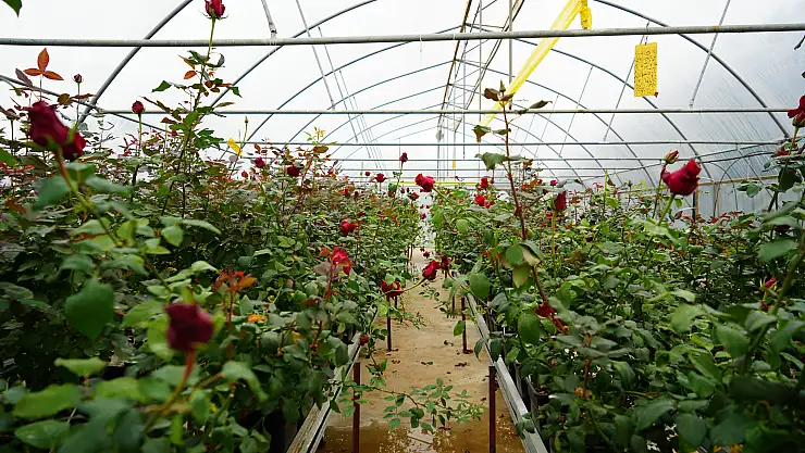 OMÜ'de Hamsi atıklarıyla gül yetiştirildi