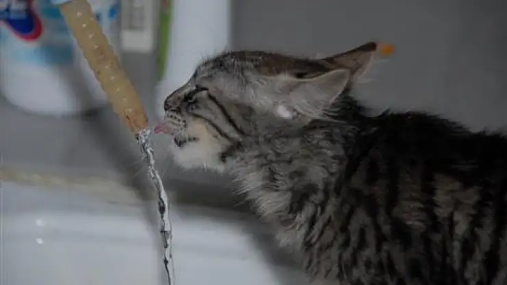 Kedinin Musluktan Su İçme Tutkusu