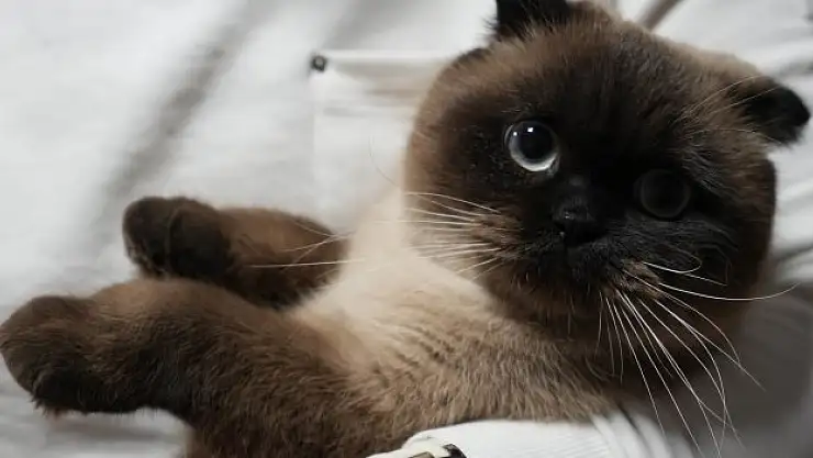 Hollanda hükümeti Scottish ırkı kedi için düzenleme yaptı