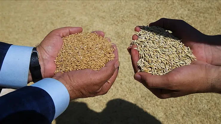 TMO, arpa ve yulaf satışı yapacak