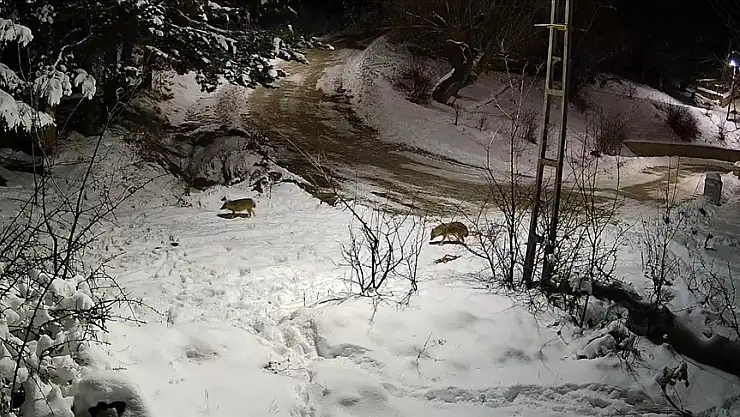 Aç kalan kurtlar köye indi