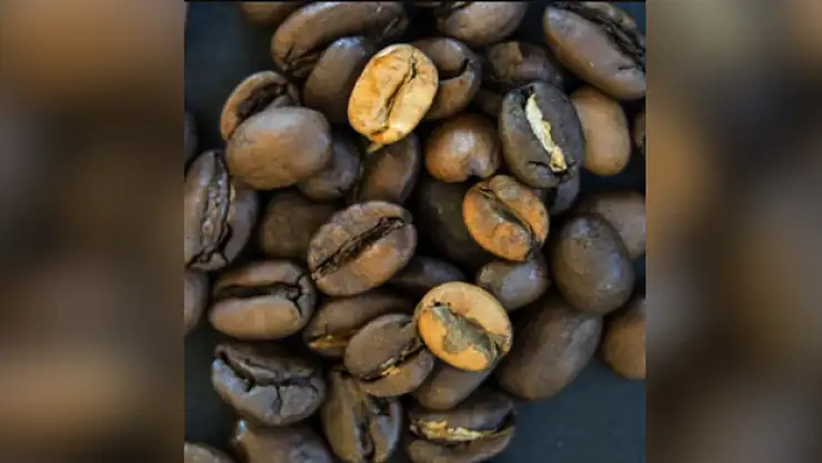 Kusurlu kahve çekirdekleri ekonomiye kazandırılıyor