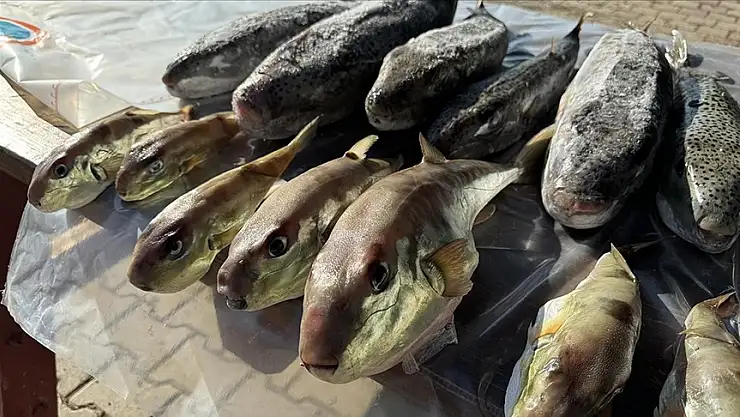 Balon balığı avcılığı yaygınlaştı