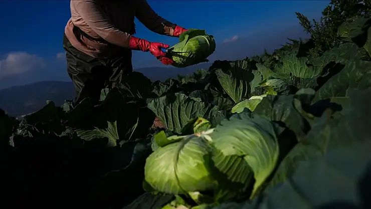 Kışlık sebze,  pazar tezgahına gecikmeli çıktı