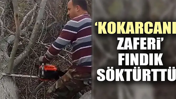 'KOKARCANIN ZAFERİ' FINDIK SÖKTÜRTTÜ!