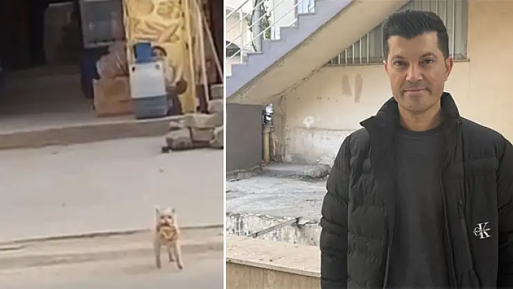 Tezgahtan simit kapan kedi cep telefonu kamerasına yansıdı