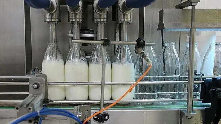 Toplanan inek sütü miktarı arttı