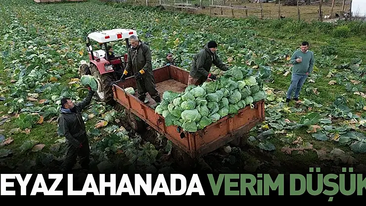 Bafra Ovası'nda beyaz lahanada 135 bin ton rekolte bekleniyor