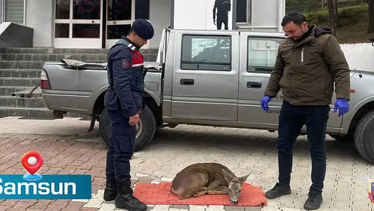 Yaralı karacaya jandarma sahip çıktı