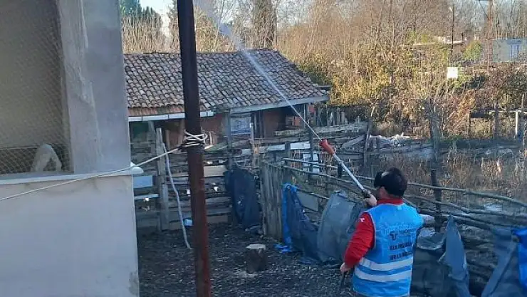 Tekkeköy, kokarca ile mücadele ediyor