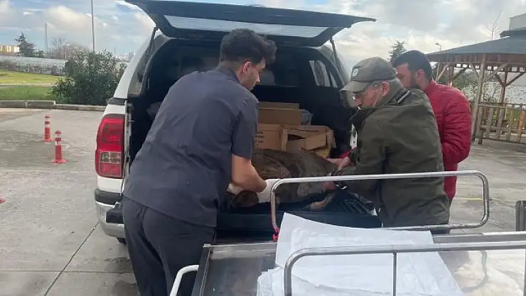 Karaca tedavi altına alındı