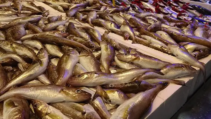 Tezgahta mezgit bolluğu