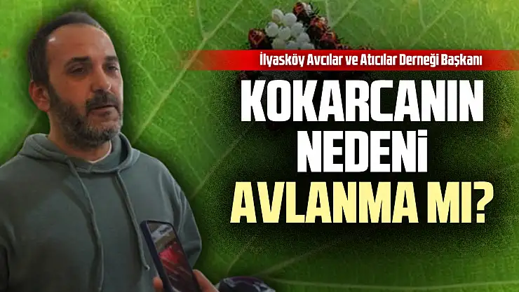 Kokarcanın nedeni avlanma mı?