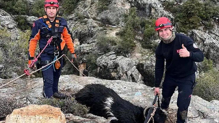 Mahsur kalan keçiyi itfaiye kurtardı