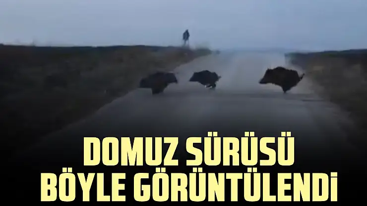 domuz sürüsü böyle görüntülendi