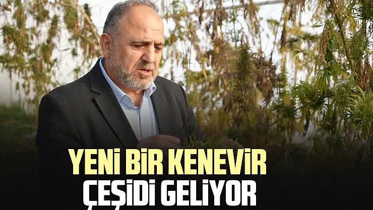 YENİ BİR KENEVİR ÇEŞİDİ GELİYOR