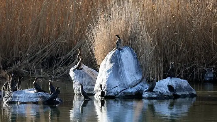 Ağrı Dağı kuşlara yuva oluyor