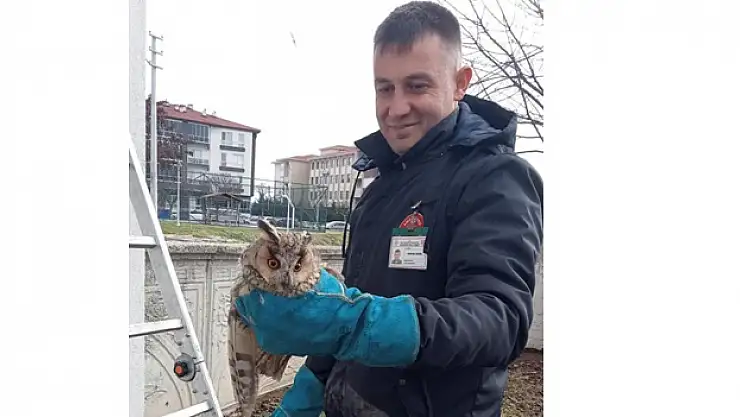 Balkonda mahsur kalan baykuş kurtarıldı
