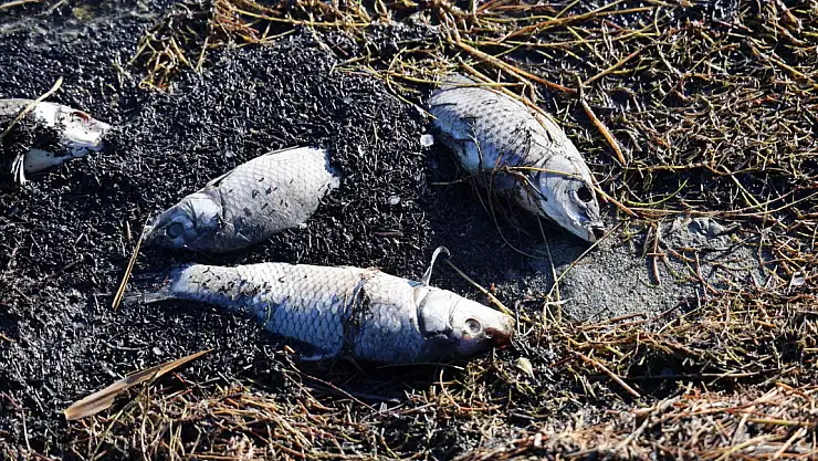 Sivas'ta korkutan görüntü