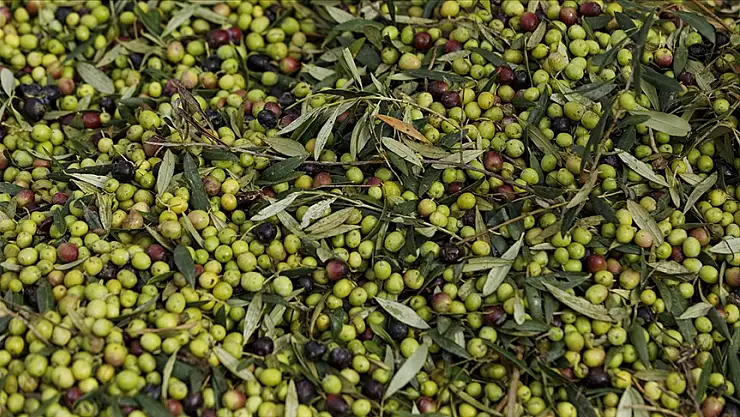 Türkiye'nin zeytin üretimi 2024'te rekora ulaştı