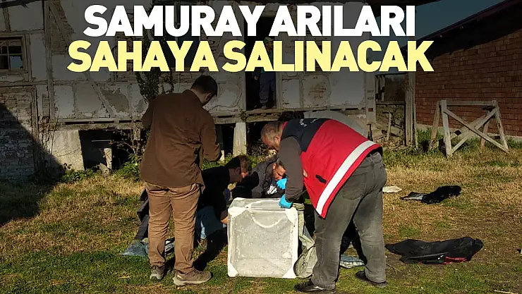 Samuray arıları sahaya salınacak