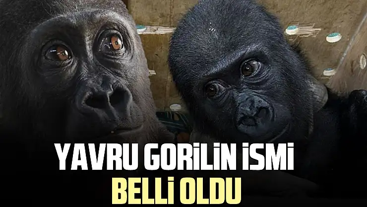 Yavru gorilin ismi belli oldu