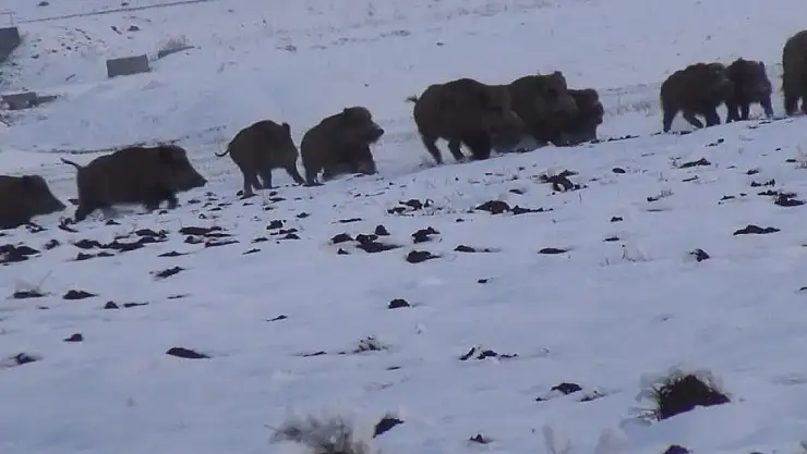 Kars'ta gazetecilerin domuz sürüsüyle imtihanı