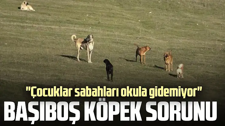 BAŞIBOŞ KÖPEK SORUNU 'Çocuklar sabahları okula gidemiyor'