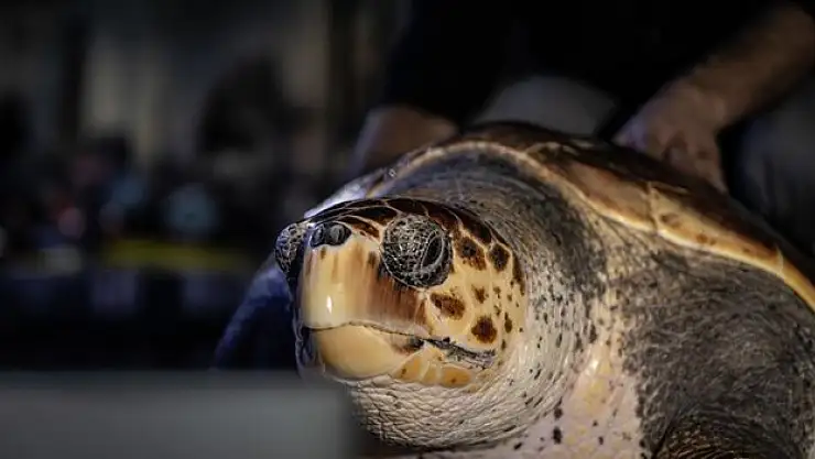 Caretta caretta mavi sularla buluşacağı günü bekliyor