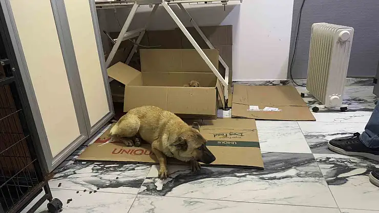 Beylikdüzü'nde yürek ısıtan görüntü