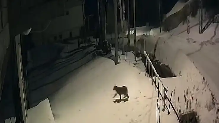 Kırmızı listedeki vaşak Bayburt'ta güvenlik kamerasına yansıdı