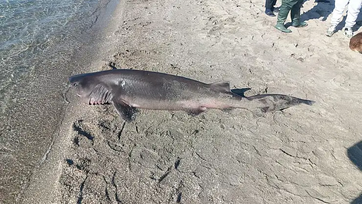 Tekirdağ'da sahilde köpek balığı bulundu