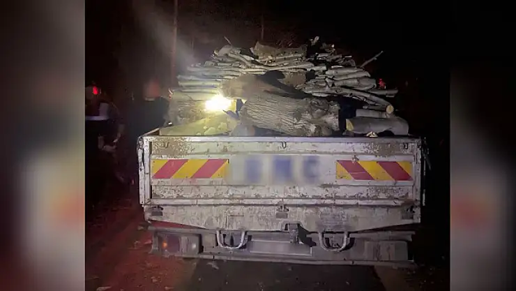 Ormanlık alan ağaç keserken yakalandılar