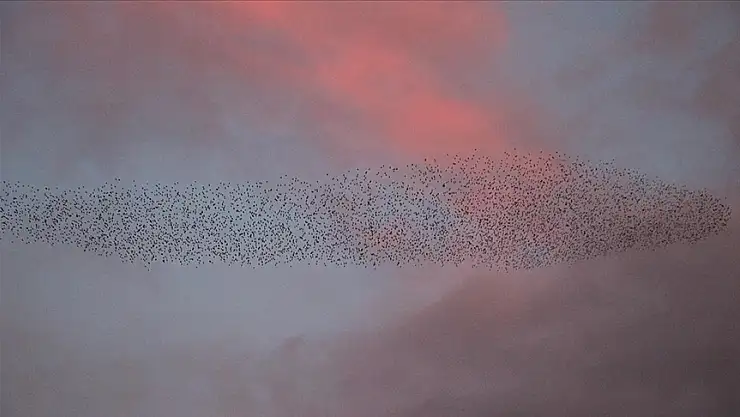 Sığırcıkların dansı ilgi çekti