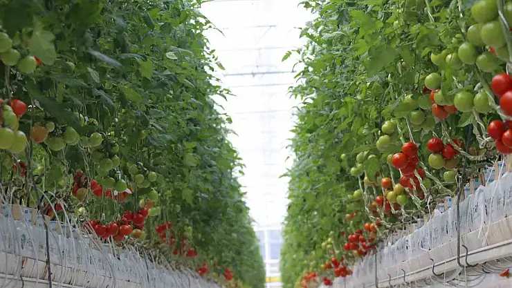 Aydın'da 1 yılda 146 bin ton domates üretildi