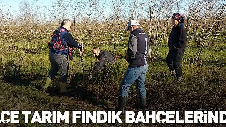 İlçe Tarım Fındık Bahçelerinde