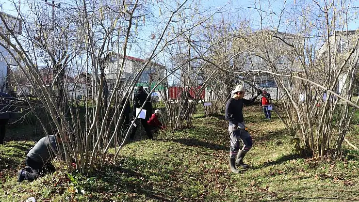 Samsun'da fındık budama yarışması