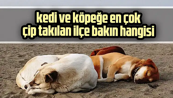 kedi ve köpeğe en çok çip takılan ilçe bakın hangisi