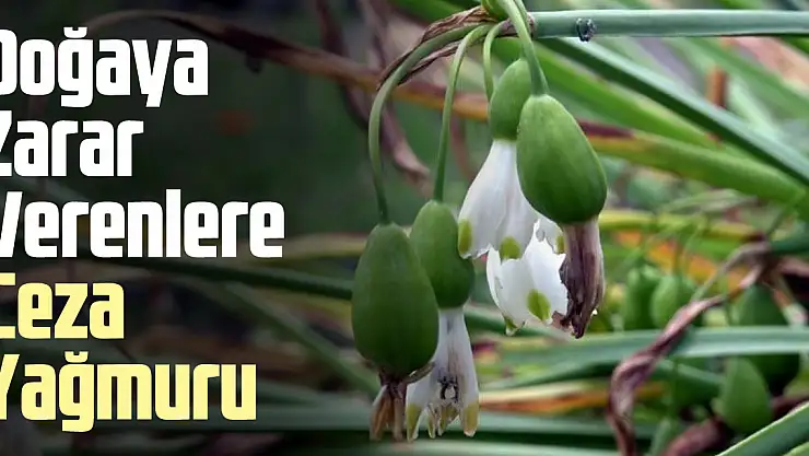 Doğaya Zarar Verenlere Ceza Yağmuru