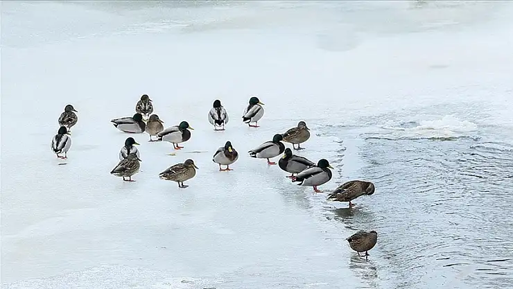 Kars Çayı'nda yeşilbaş ördekler görüntülendi