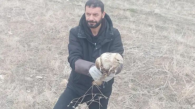 Yaralı kartal tedavi altına alındı