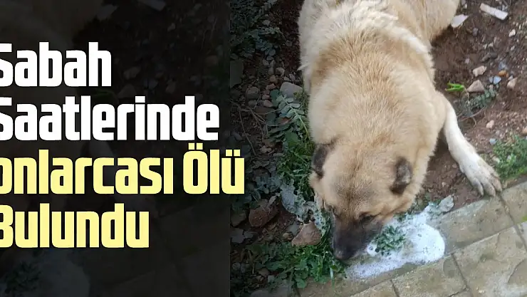 Sabah saatlerinde onlarca ölü bulundu