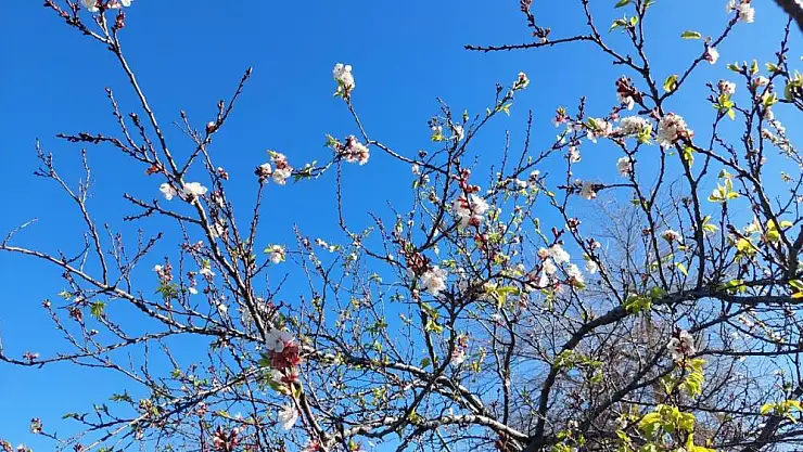 Manisa'da meyve ağaçları kış ortasında çiçek açtı