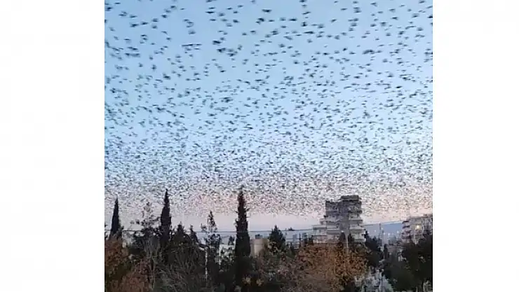 Sığırcık kuşlarından görsel şölen
