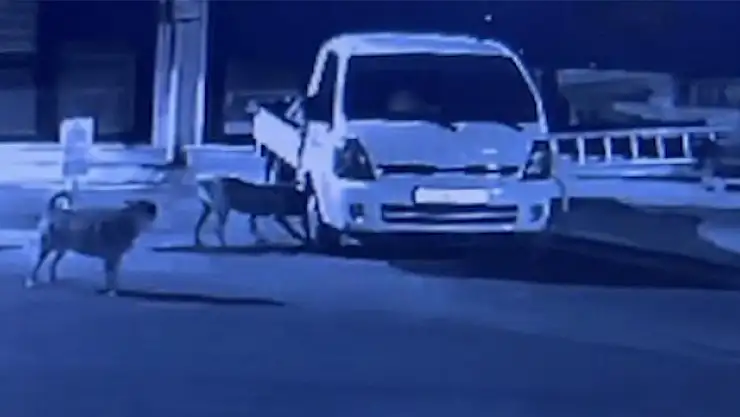 Sokak köpekleri kamyoneti parçaladı