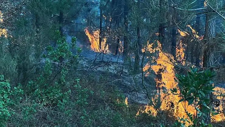 Ormanlık alanda yangın çıktı