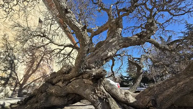 133 yıllık dut ağacı, görenleri hayrete düşürüyor