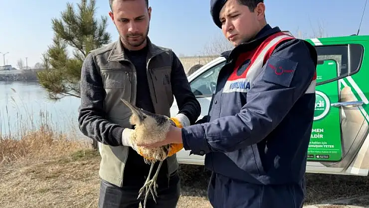 Muş'ta Balaban Kuşu